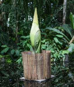 Read more about the article Massive “Corpse” Flower Blooms at NYBG