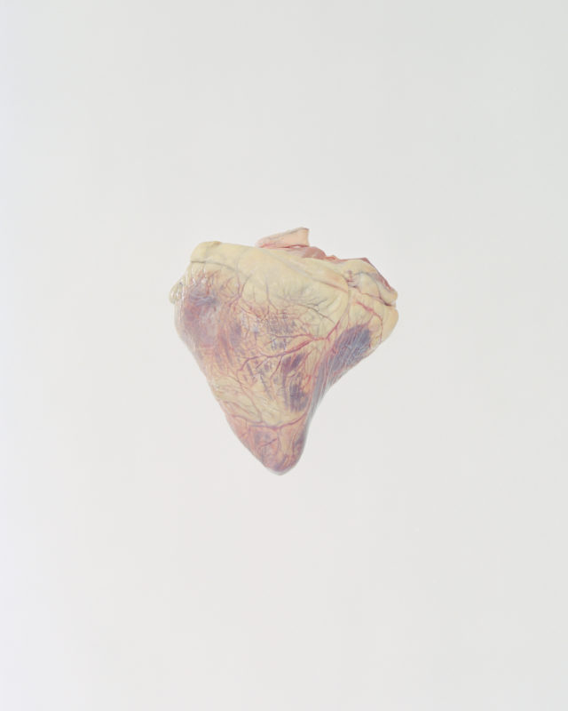 Read more about the article Artist Ward Roberts Captures Real Hearts Suspended in Space